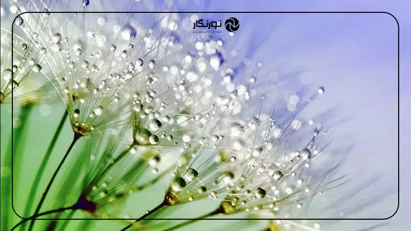 چالش‌ها و محدودیت‌های نسبت بزرگنمایی در عکاسی ماکرو