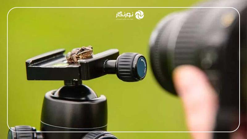 چرا نسبت بزرگنمایی در عکاسی ماکرو اهمیت دارد؟