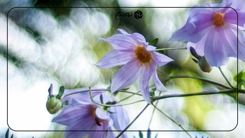 آیا می‌توان از انحرافات لنز جلوگیری کرد؟