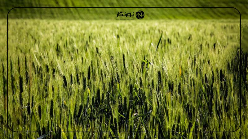 انحرافات مونوکروم یا تک‌رنگ