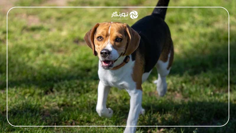 تشخیص چشم حیوانات برای عکاسی حیات وحش