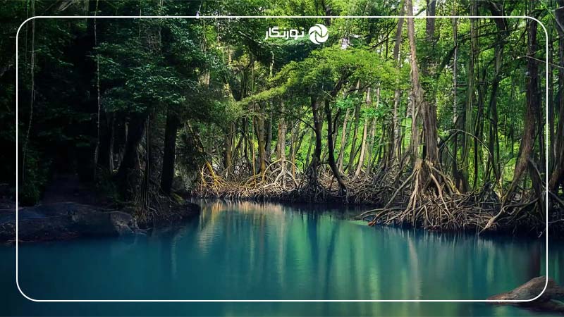 جنگل‌های حرا: انعکاس قایق‌ها روی آب و پرندگان مهاجر