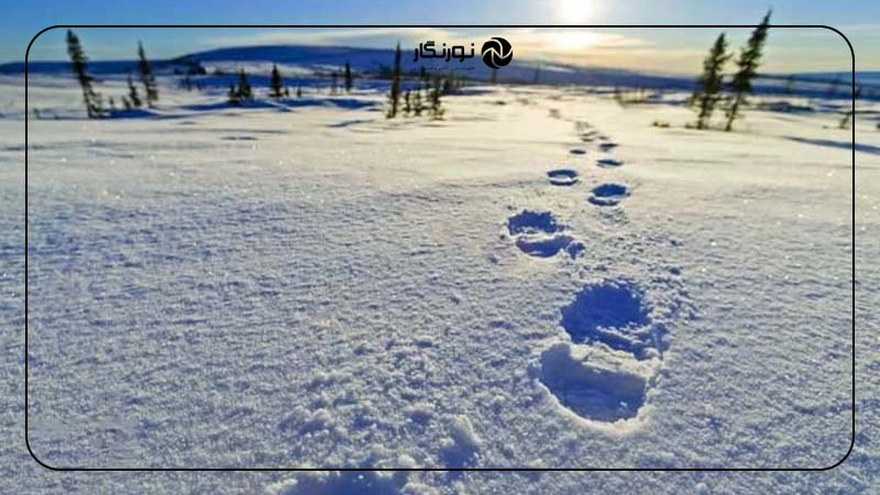 عکاسی از رد پاهای برفی