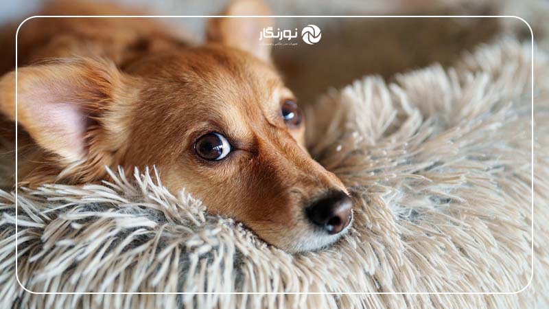 عکاسی با سرعت 30 فریم بر ثانیه