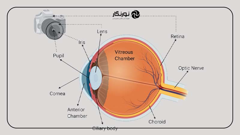 مقایسه حساسیت حسگر دوربین با شبکیه چشم