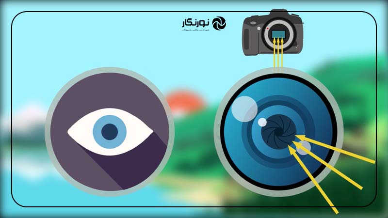 نقش دیافراگم