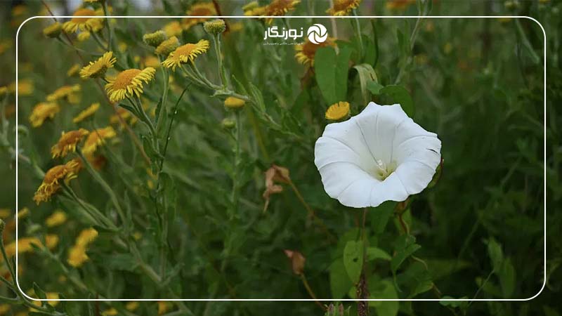 کیفیت تصویر