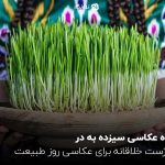 ایده عکاسی سیزده به در؛ 10 ژست خلاقانه برای عکاسی روز طبیعت