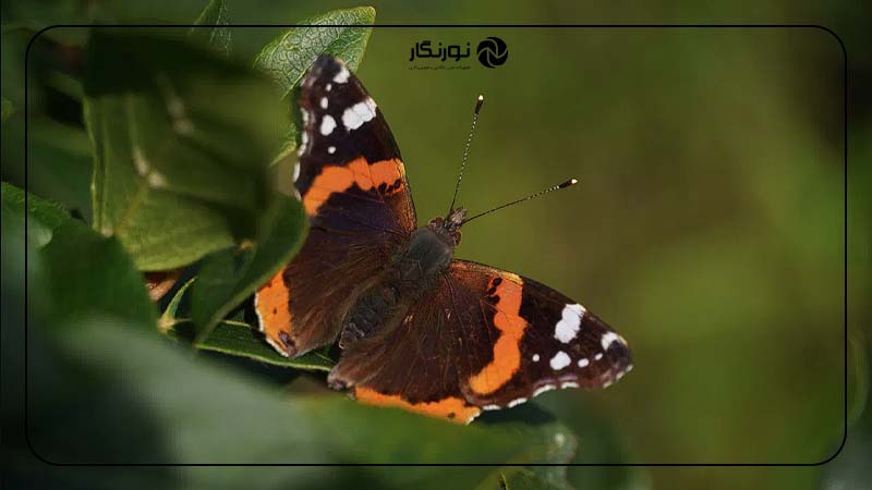 بررسی کیفیت عکاسی دوربین سونی آلفا A6400