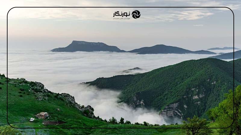 جنگل ابر؛ سرزمین مه و درختان کهن
