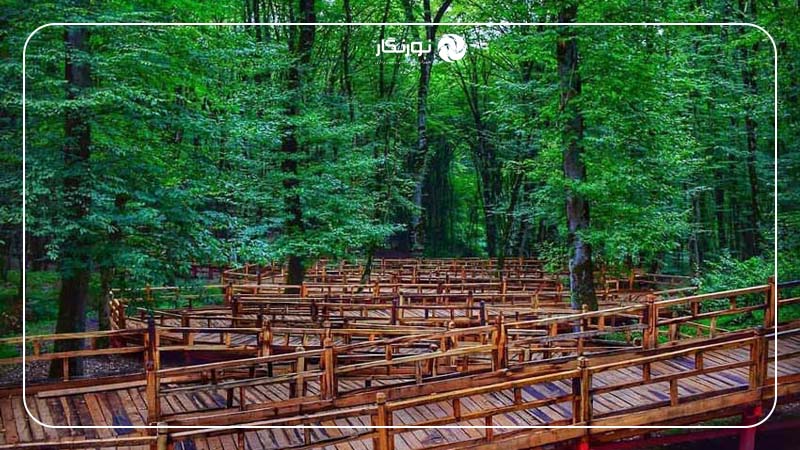 جنگل النگدره؛ رویایی‌ترین جنگل گرگان