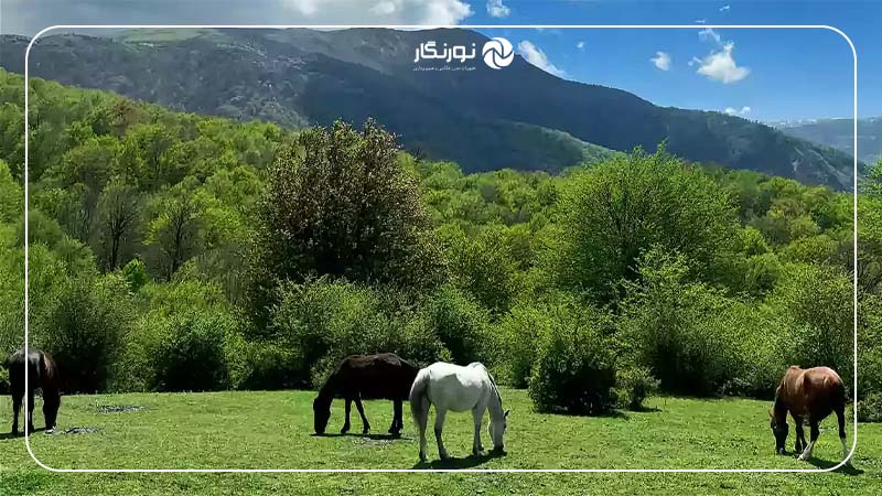 جنگل الیمستان؛ طبیعت بکر روبروی دماوند