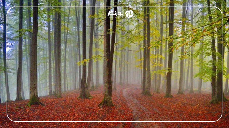 جنگل راش سنگده؛ طبیعتی بکر در قلب سوادکوه