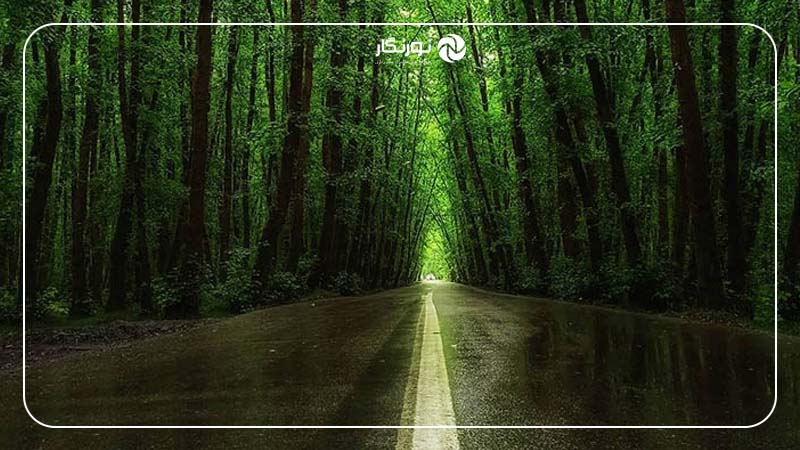 جنگل گیسوم؛ جواهری سبز در دل گیلان