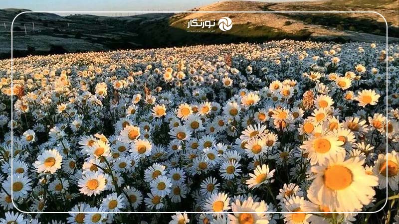 دشت بابونه اردبیل؛ تابلویی از لطافت و رنگ برای عکاسان طبیعت