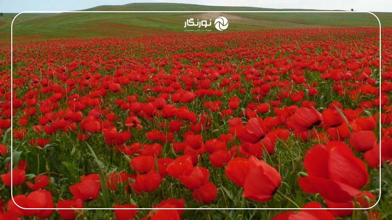 دشت شقایق گیلان؛ نقاشی طبیعی در قلب بهار