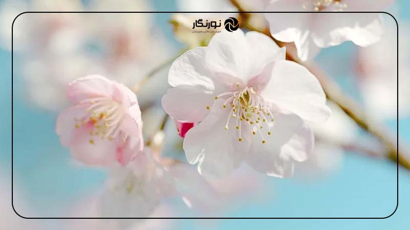 رنگ‌ها و تعادل رنگ سفید