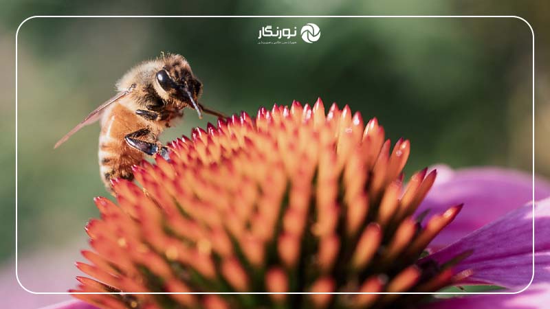 شناسایی سوژه‌ها