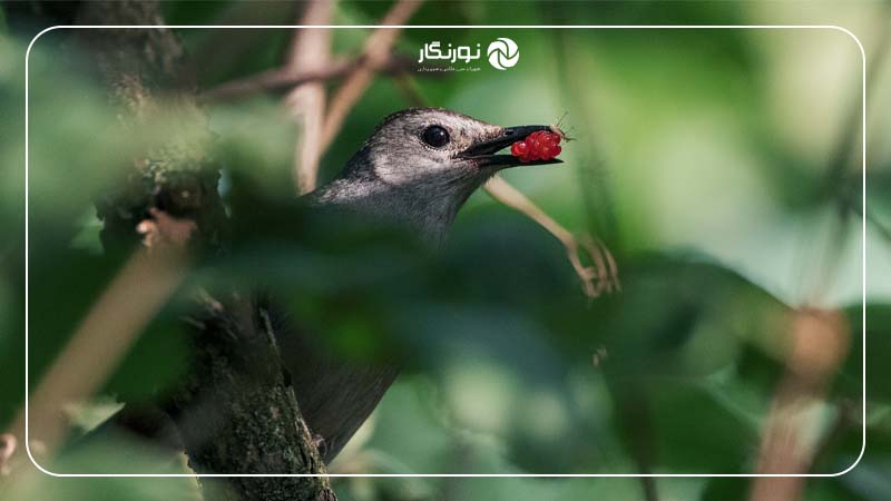 منوی Q انتخاب ناحیه فوکوس خودکار