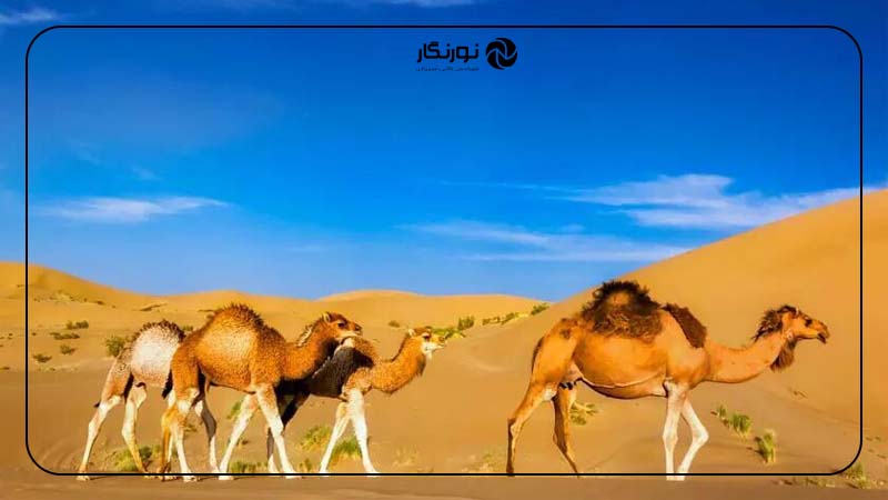 کویر ورزنه؛ طلای روان در دل اصفهان
