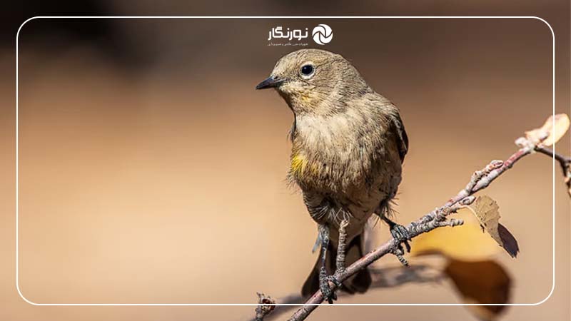 کیفیت تصویر در Canon EOS R6