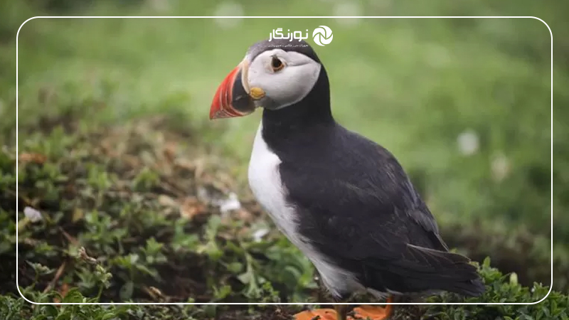 آموزش ساده اصطلاحات عکاسی؛ فوکوس