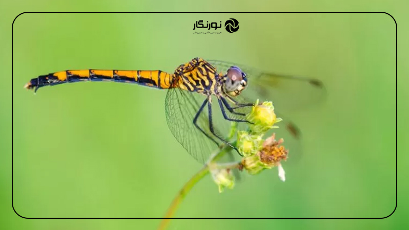 آموزش ساده اصطلاحات عکاسی؛ سرعت شاتر
