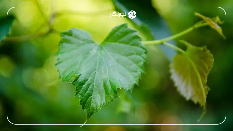 آموزش ساده اصطلاحات عکاسی؛ عمق میدان