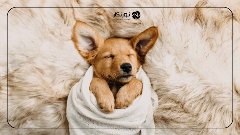 ۵۰ ایده برای عکاسی در خانه؛ حیوانات خانگی
