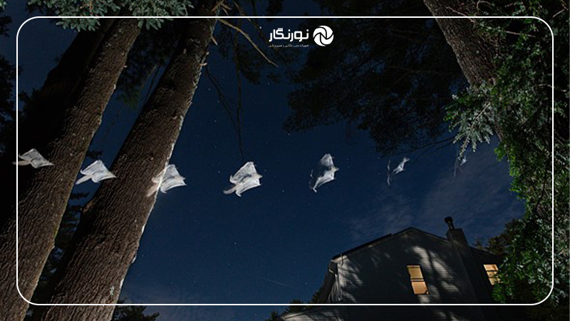مدال طلا – طبیعت، حرفه‌ای
