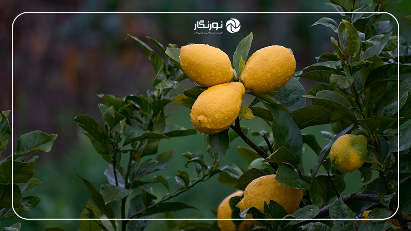 لنز سبک ۳۰۰–۱۶ سیگما معرفی شد؛ پوشش واید