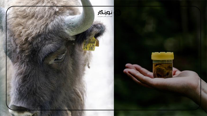 جایزه پایداری ۲۰۲۵ سونی؛ هنر برای زمین