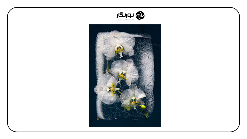 ۵۰ ایده برای عکاسی در خانه؛ گلهای یخ زده