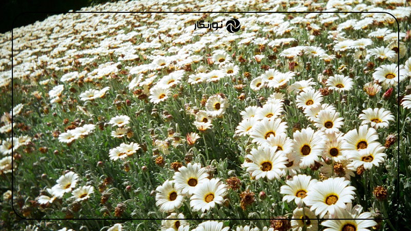 معرفی دوربین Reto Pano؛ مخاطبان هدف: برای چه کسانی طراحی شده؟