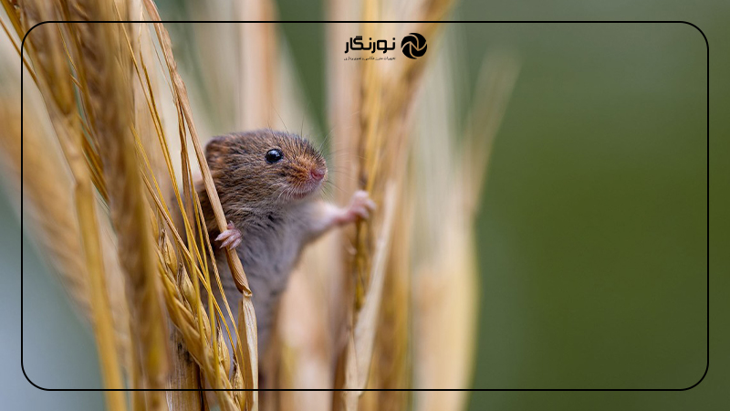 راهنمای کامل شرکت در مسابقه CUPOTY؛ دستهبندیها و جوایز