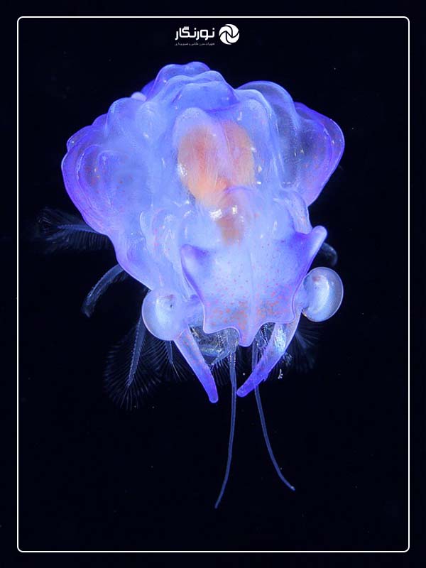 عکاسی زیر آب در شب؛ از ثبت هنری تا کشف علمی