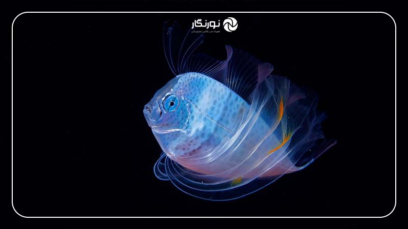 عکاسی زیر آب در شب؛ از مناظر زیبا تا جزئیات نادیدنی زیر آب