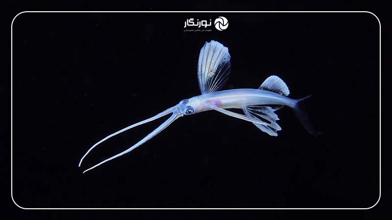 عکاسی زیر آب در شب؛ بلک‌واتر