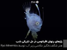 رازهای پنهان اقیانوس در دل تاریکی شب؛ هنر شگفت‌انگیز عکاسی زیر آب توسط Ryo Minemizu