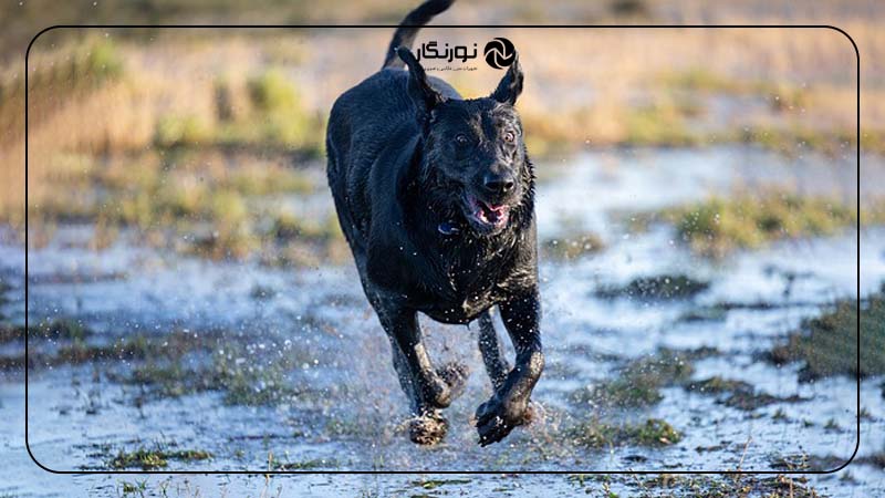 روز ملی عکاسی از سگها؛ انرژی و بازیگوشی سگ را ثبت کنید