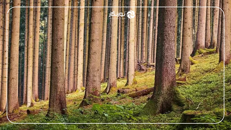 ترکیب بندی با خطوط عمودی درون کادر