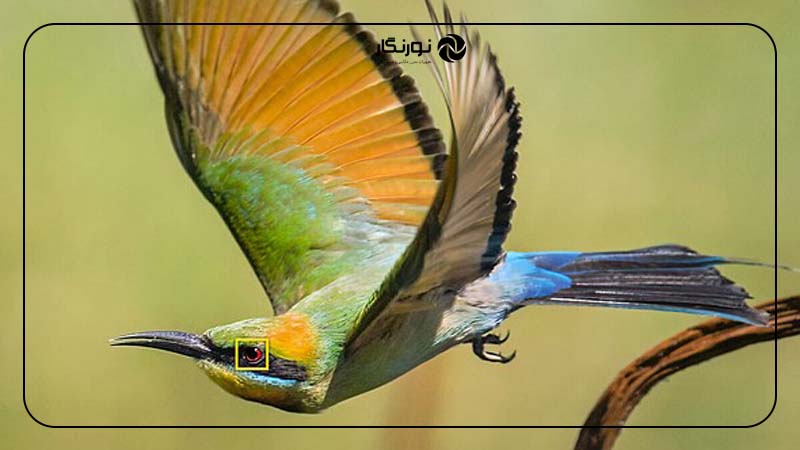 حالت فوکوس پرندگان (Bird Mode AF)