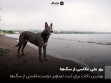 روز ملی عکاسی از سگ‌ها؛ بهترین نکات برای ثبت تصاویر دوست‌داشتنی از سگ‌ها