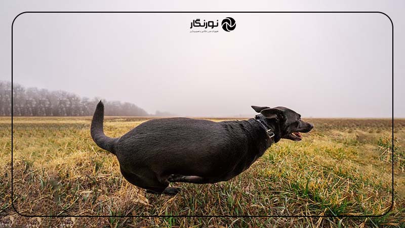 روز ملی عکاسی از سگها؛ سرعت شاتر بالا؛ کلید ثبت لحظات پرتحرک