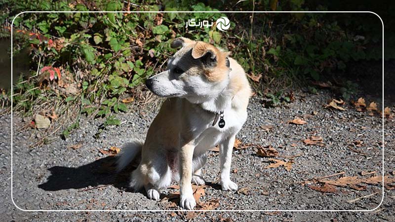 روز ملی عکاسی از سگها؛ صبر کنید تا آرام بگیرند