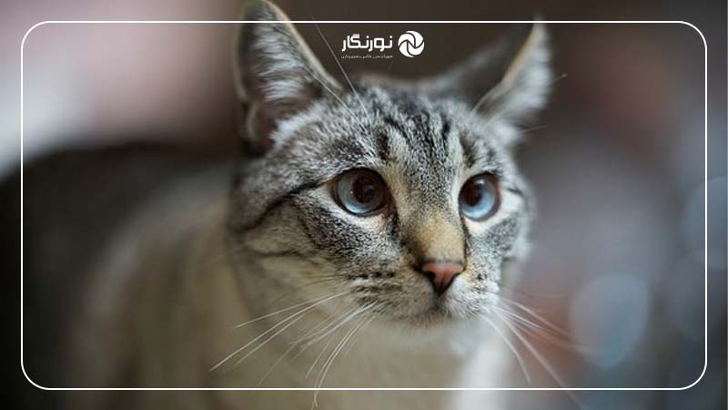 چرا عکس‌ها تار می‌شوند؛ مشکلات فوکوس