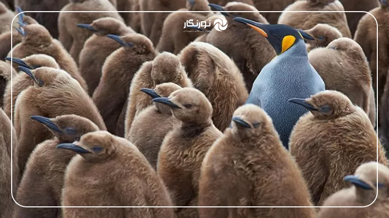 چیدمان متضاد در عکاسی