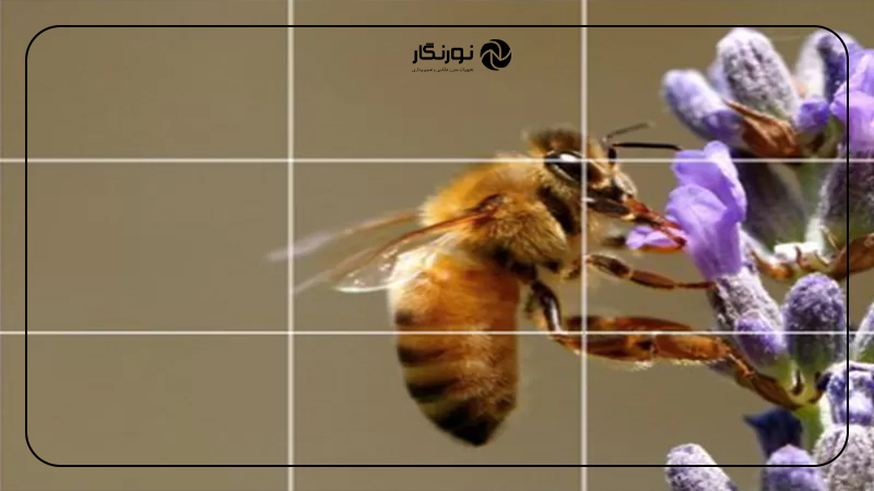 هنر عکاسی با موبایل؛ ترکیب و قاببندی