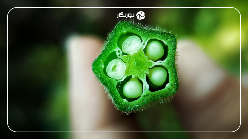 تنظیمات دوربین در عکاسی ماکرو از بافت میوهها