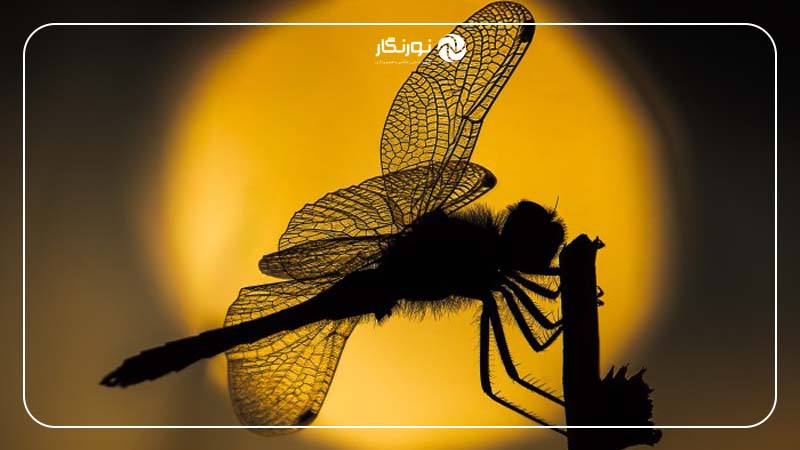 لنز OM System 50-200mm f/2.8 سازگاری با تله‌کانورترها و توانایی ماکرو